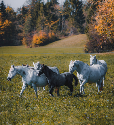 A herd of beautiful white and gray color Lipizza and Arab horses galloping freely across a green field on sunny autumn day