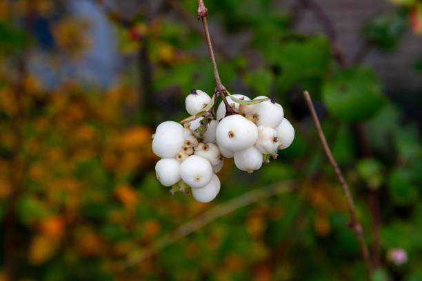 Snowberry (Symphoricarpos albus) in Zurich, Switzerland