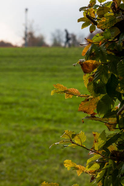 Autumn Leaves in Zurich, Switzerland