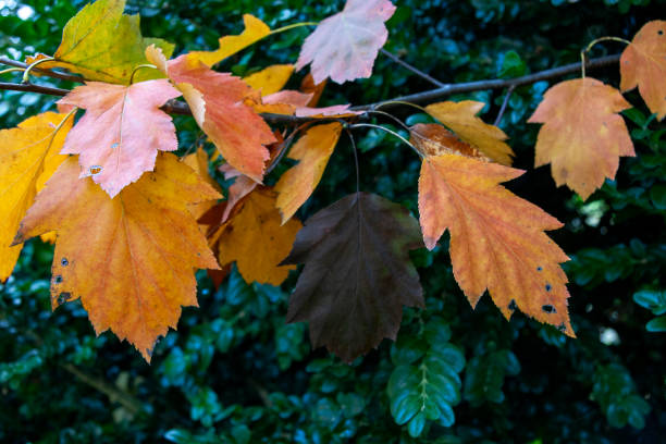 Autumn Leaves in Zurich, Switzerland