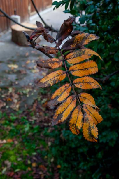 Autumn Leaves in Zurich, Switzerland