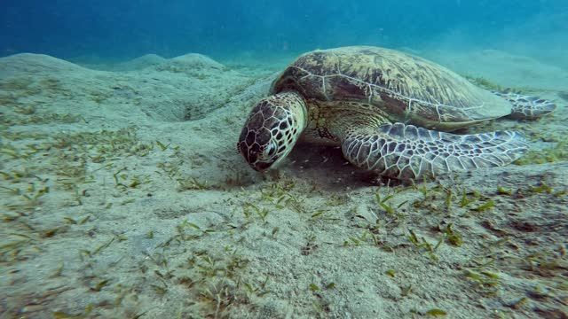 Loggerhead turtle grazing on the Red Sea bed, Egypt