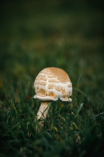 Captured early in the morning, this serene photo showcases a button mushroom (Agaricus bisporus) emerging from the lush green lawn of a garden in autumn. The delicate mushroom, a type of fungus plant, stands amidst blades of grass adorned with shimmering dew drops, glistening in the golden sunshine. This tranquil scene invites viewers to appreciate the beauty of nature's small wonders, as the mushroom thrives in the fresh morning air, symbolizing the cycle of growth and renewal in the changing seasons.