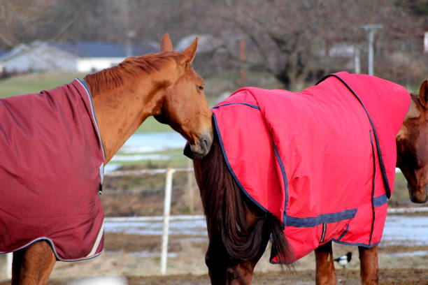 istock A horse sniffing another horse in the butt 2022637496