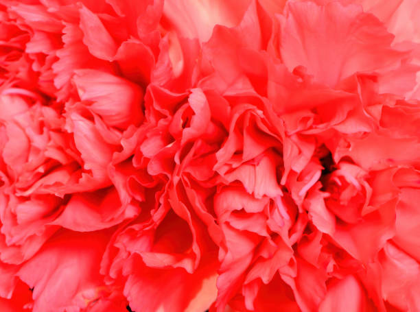 istock Outdoor Floral Arrangement 2022640392