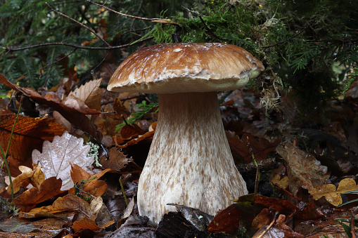 The bolete, also known as cep, is a wild edible  mushroom that grows in hardwood and pine forests of temperate regions.