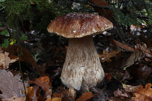 The bolete, also known as cep, is a wild edible  mushroom that grows in hardwood and pine forests of temperate regions.