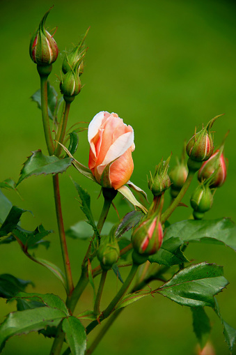 Vertical photo of a bush with a peach-white rose and several buds close-up on a blurred green background