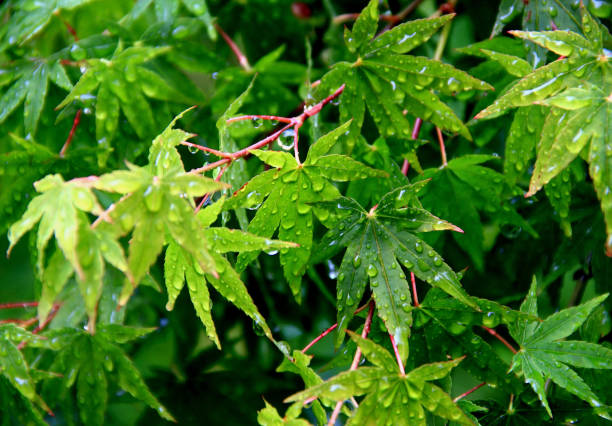 Close-up photo of Japanese maple leaves and flowers
