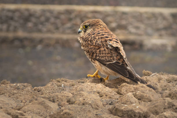 Turmfalke / Common kestrel / Falco tinnunculus