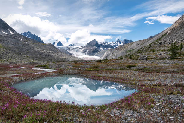 Aamazing landscape with lake, glacier, snowy mountains, their mirror reflections and magenta flowers against a blue sky with clouds. Altai, Russia