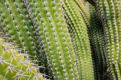 Close up of a green cactus with sharp needles seen in the wild west landscape.