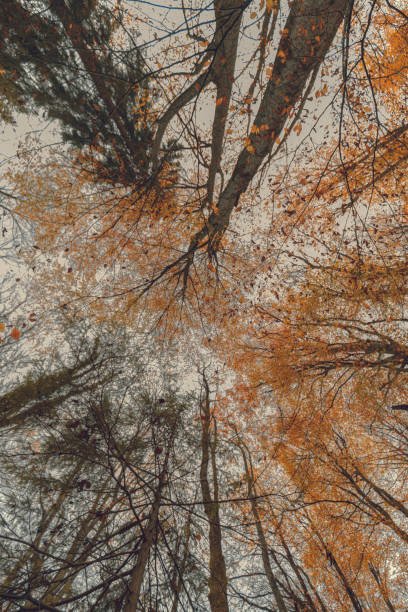 istock Autumn forest scene with fall foliage seen from below 2022651378