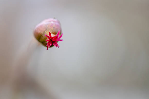 common hazel - Corylus avellana - female flowers close up