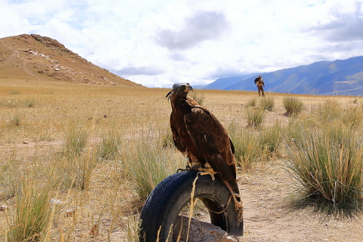 Steppe Eagle, Aquila nipalensis, sitting on grass in meadow, dried wetland plants in the background, Turkey.