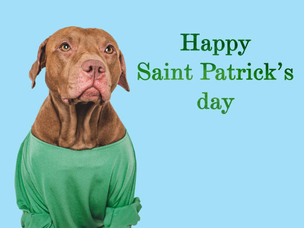 happy st. patrick's day. lovable, pretty puppy - 16318 stock-fotos und bilder