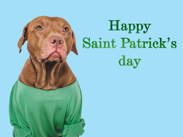 happy st. patrick's day. lovable, pretty puppy - 16318 imagens e fotografias de stock