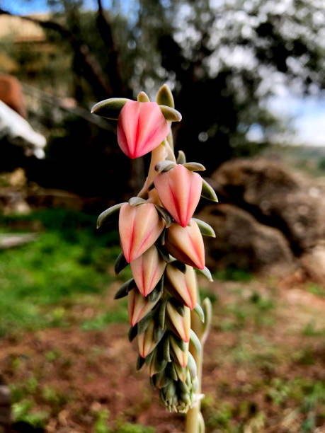 echeveria runyonii, succulent, cactus, nature, green stock photo