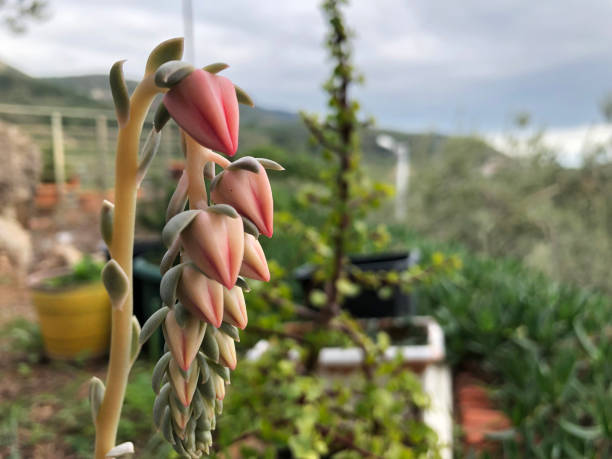 echeveria runyonii, succulent, cactus, nature, green stock photo