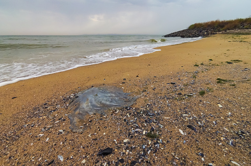 Dead jellyfish Rhizostoma pulmo washed up by a storm on the sandy shore of the Black Sea
