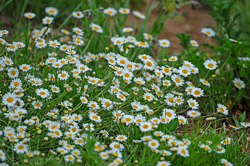 White-coloured meadow daisies in nature.