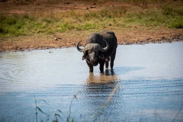 The African buffalo (Syncerus caffer) is a large sub-Saharan African bovine.[2] There are five subspecies that are recognized as being valid. Syncerus caffer caffer, the Cape buffalo, is the nominotypical subspecies, and the largest one, found in Southern and East Africa