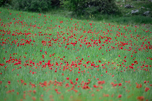 Field full of poppies in a spring day with rain in the distance behind the meadow.