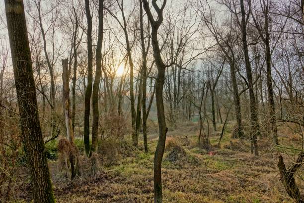 istock forest in autumn, photo picture digital image 2022691039