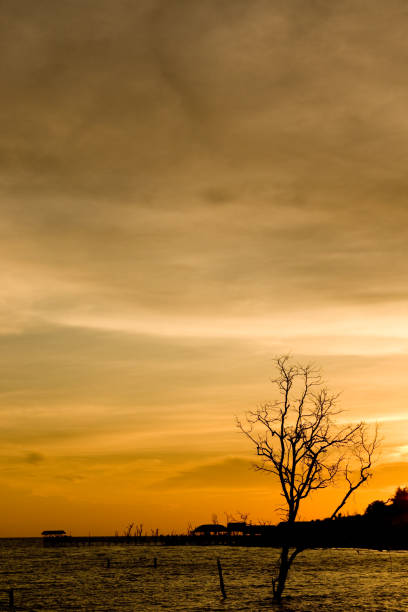 Silhouette of tree at sunset on the beach