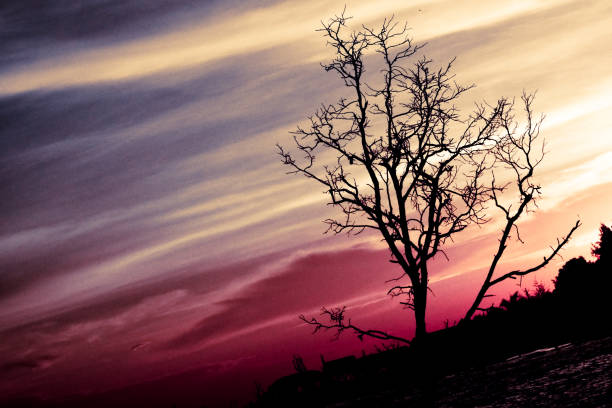 Silhouette of dead tree on the sea with blue sky background