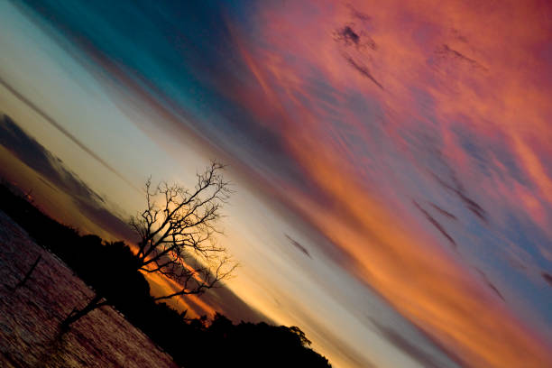 Silhouette of dead tree on the sea with blue sky background