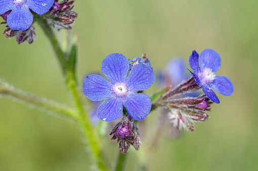 Large blue alkanet (Anchusa azurea ssp. azurea) is a self-grown wildflower on rocky, stony and gravelly arid slopes.