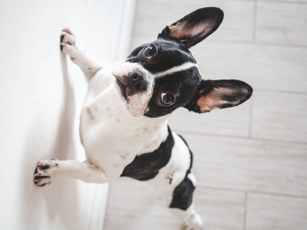 istock Cute puppy standing on its hind legs 2022697327