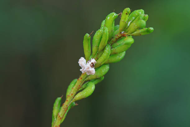 istock Hemiptera wax Cicadellidae insects on wild plants, North China 2022701368