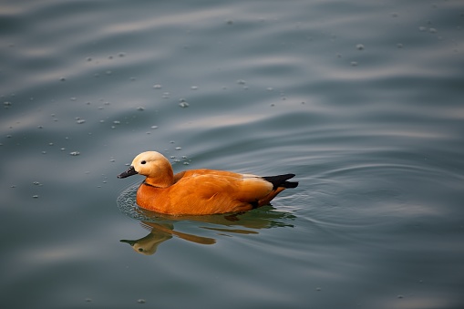 Striking and distinctive gooselike duck. Plumage bright ruddy overall with contrasting pale creamy head and neck; male has narrow black neck ring. Big white forewing patches striking in flight. Breeds in Southeastern Europe and Central Asia, winters in South Asia. Often found around saline lakes; also reservoirs and agricultural fields.