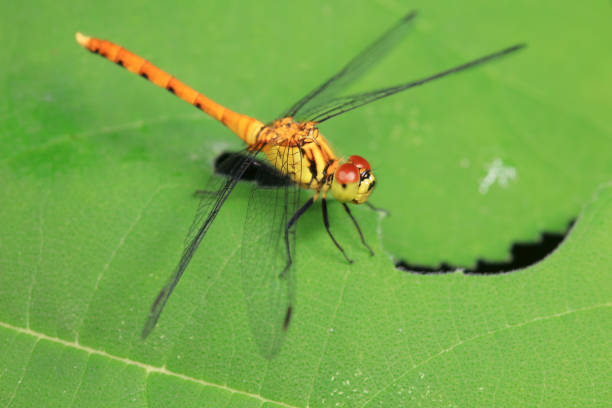 Dragonflies on wild plants, North China
