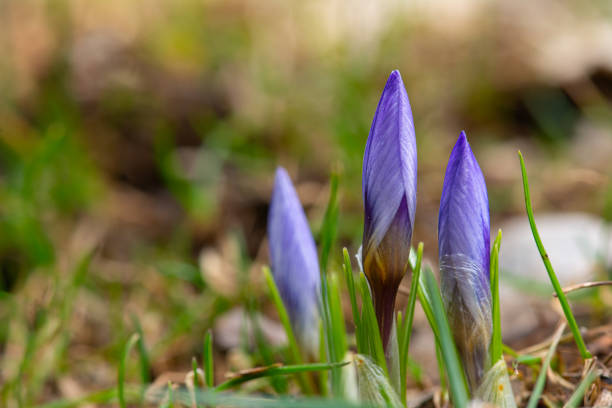 Three purple crocus biflorus flowers close up