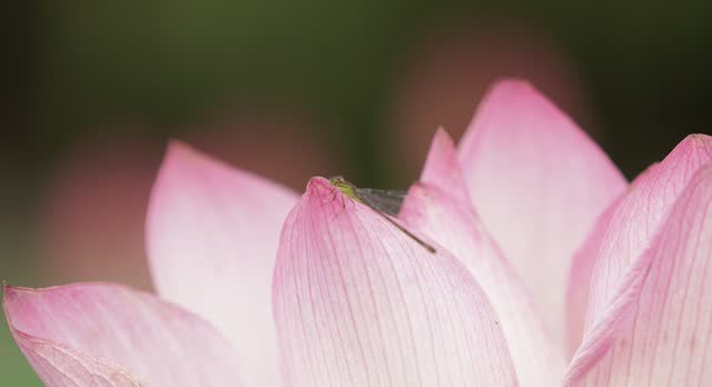 Damselfly on Lotus Petals