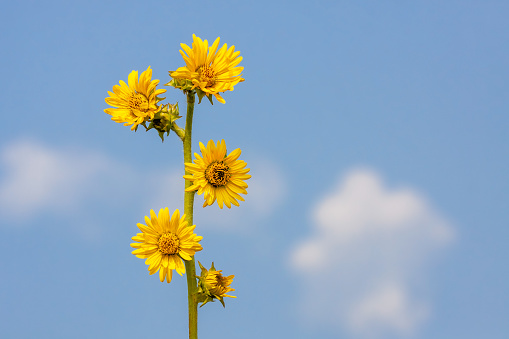 The multiple yellow daisies of a single compass plant reach into the blue sky.