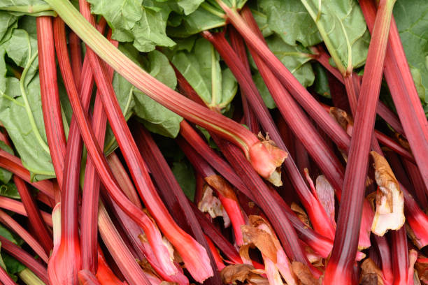 fresh organic rhubarb on local country farmers market - czerwony zdjęcia i obrazy z banku zdjęć