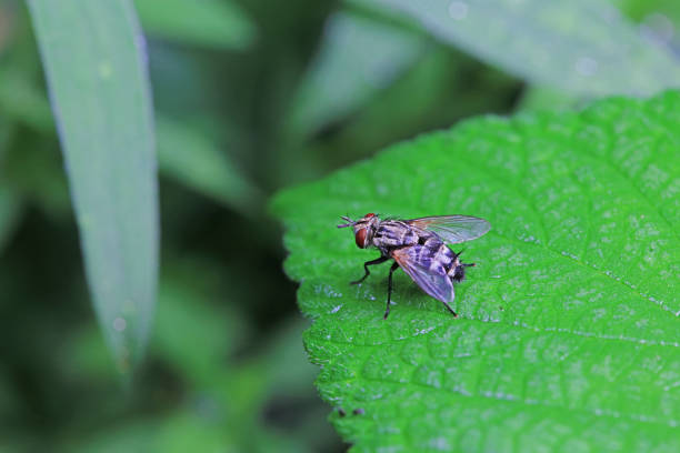 Syrphidae in natural state, North China