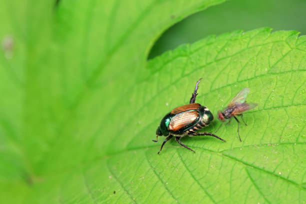 istock Flies on wild plants, North China 2022708783