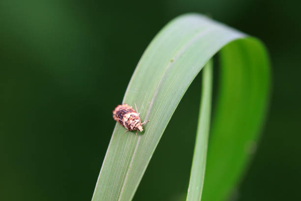 Lepidoptera insects in the wild, North China