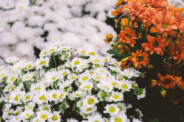 White and red bouquets of flowers