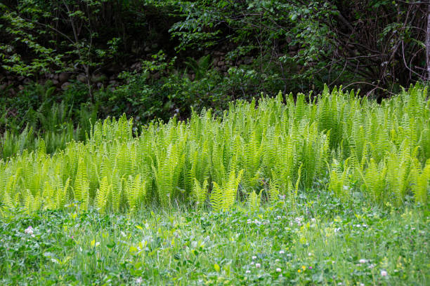 Ostrich Fern (Matteuccia struthiopteris) against the light.