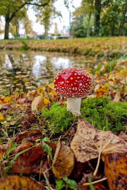 istock Young Fly acaric  between autumn leaves and mosses 2022718942