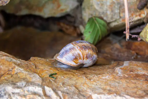 Snail stuck on a rock.