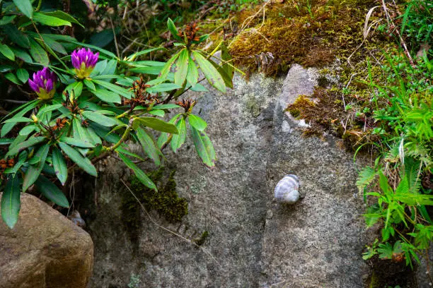 Snail and Rhododendron ponticum flower stuck on rock.