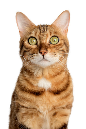 Close up portrait of a bengal cat isolated on a white background.