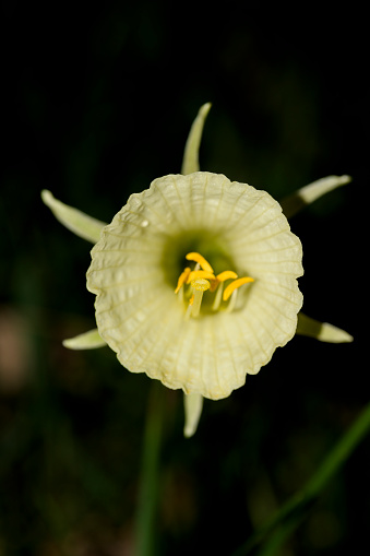 Sticky stigma of the tip of the pistil of a flower with pollen upright